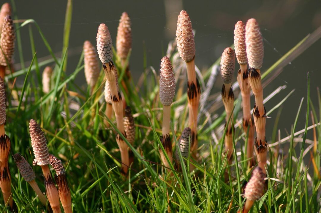 horsetail for the treatment of cystitis